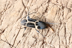 Calydon submetallicum