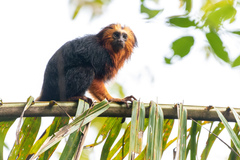 Leontopithecus chrysomelas
