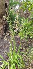 Dianella longifolia