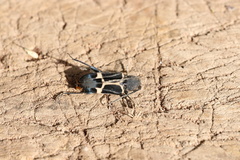 Calydon submetallicum