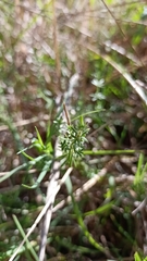 Asperula conferta