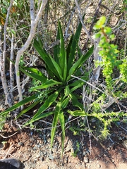 Furcraea