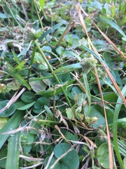 Cyperus sesquiflorus