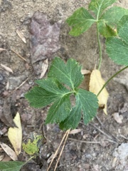 Cryptotaenia canadensis