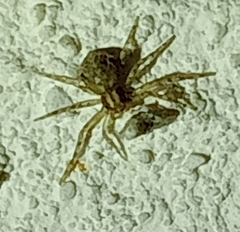Pulchellodromus