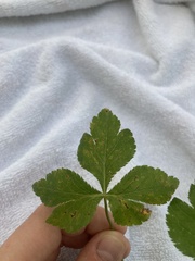 Cryptotaenia canadensis