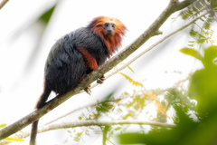 Leontopithecus chrysomelas