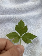 Cryptotaenia canadensis