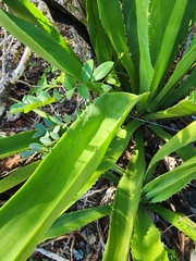Furcraea
