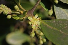 Laurelia sempervirens