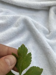 Cryptotaenia canadensis