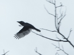 Notharchus pectoralis