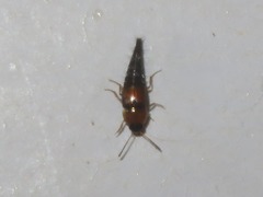 Tachyporus solutus