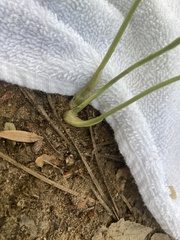 Cryptotaenia canadensis