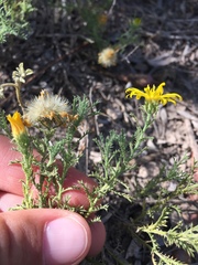 Xanthisma spinulosum