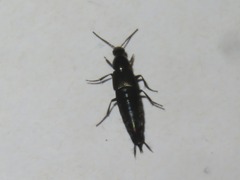 Philonthus cognatus