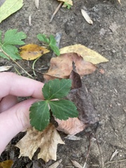 Cryptotaenia canadensis