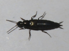 Philonthus cognatus