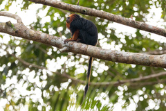 Leontopithecus chrysomelas