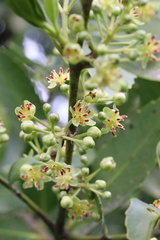 Laurelia sempervirens