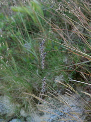 Luzula spicata