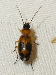 Badister neopulchellus