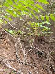 Zanthoxylum clava-herculis