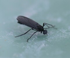 Penthetria heteroptera