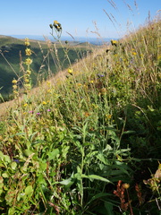 Hieracium cantalicum