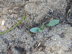 Cynoglossum cheirifolium