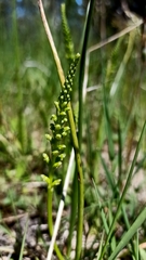 Microtis parviflora