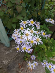 Aster microcephalus ovatus
