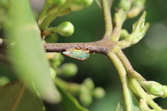 Alchisme rubrocostata