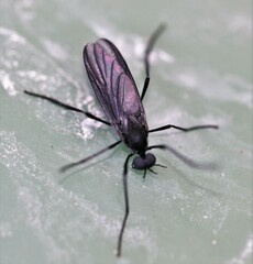 Penthetria heteroptera