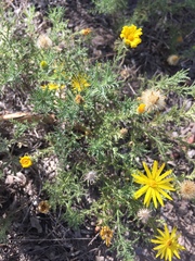 Xanthisma spinulosum