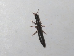Xantholinus longiventris