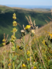 Hieracium cantalicum