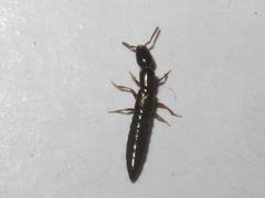 Xantholinus longiventris