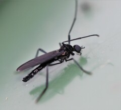 Penthetria heteroptera