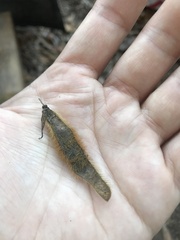 Pueraria montana