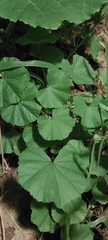 Malva parviflora