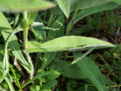 Hieracium cantalicum