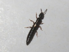 Xantholinus longiventris