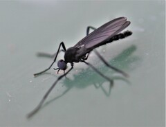 Penthetria heteroptera