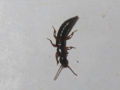 Lathrobium elongatum