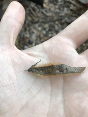 Pueraria montana