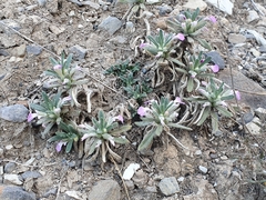 Ajuga iva