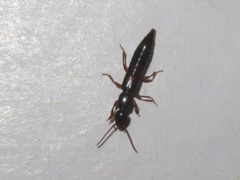 Lathrobium elongatum