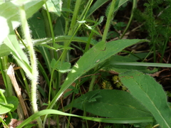 Hieracium cantalicum