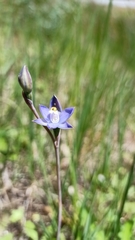 Thelymitra pauciflora